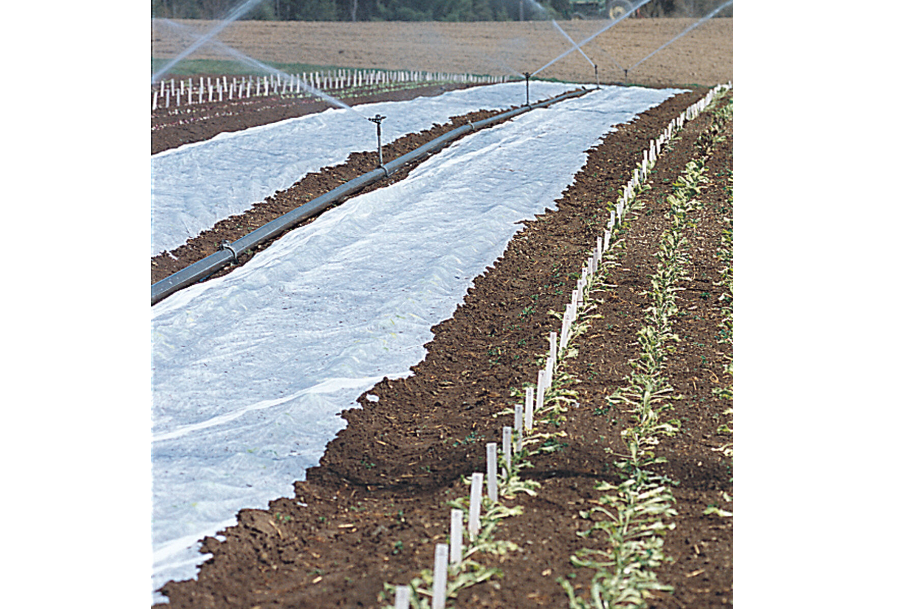 Agribon+ AG-15 &ndash; 118" x 50' Crop Protection