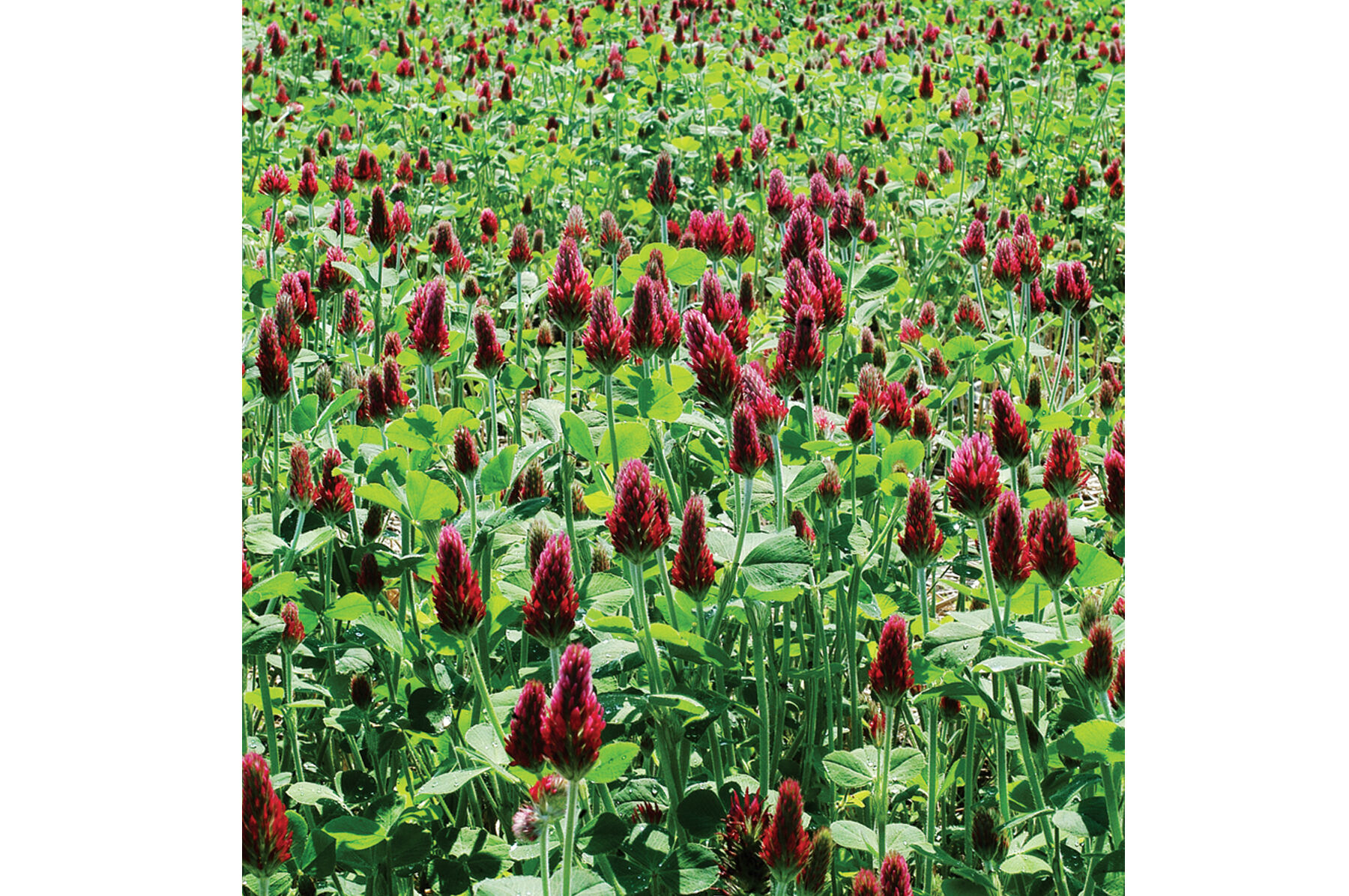 Crimson Clover Clovers