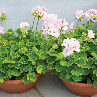 Maverick™ Appleblossom Geranium (Pelargonium)