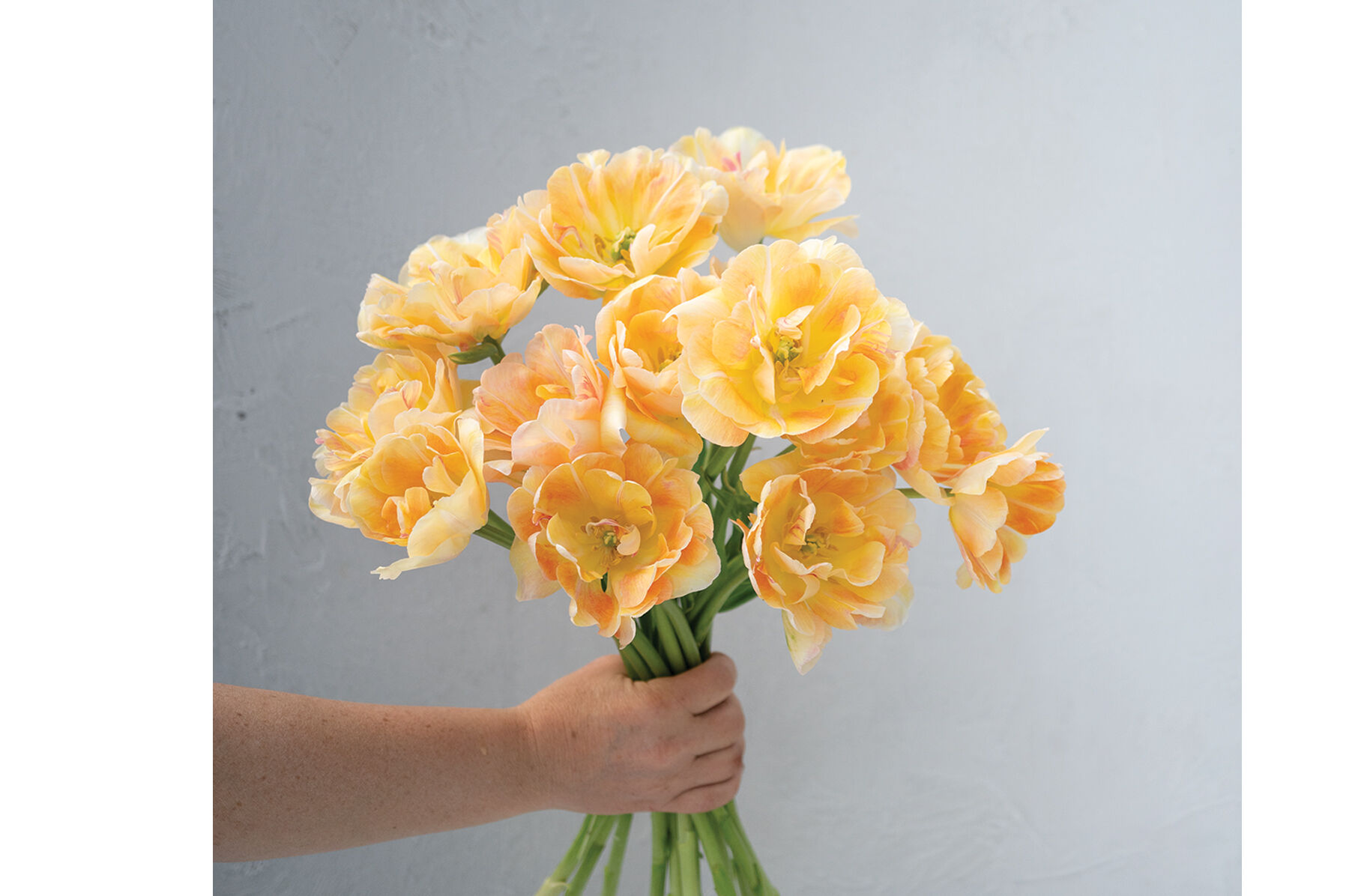 Charming Beauty Tulips