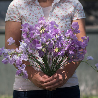 Elegance Lavender Sweet Peas