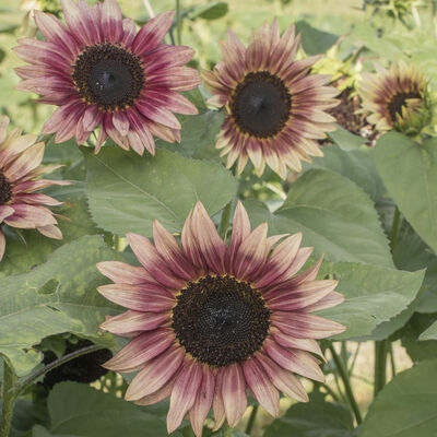 Strawberry Blonde Tall Sunflowers