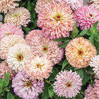 Ballerina Zinnias