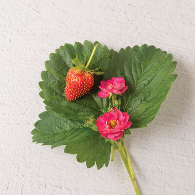 Summer Breeze Cherry Blossom Strawberry Seeds