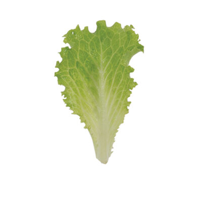 Marilisa Summer Crisp Lettuce (Batavia)