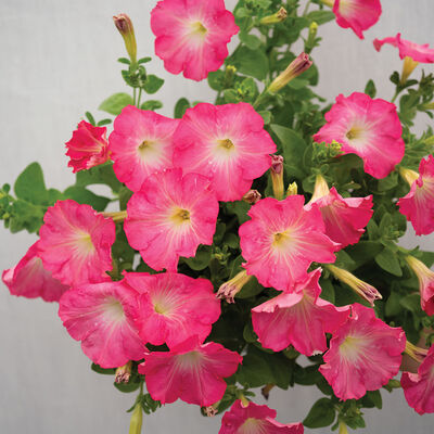 Easy Wave&reg; Rosy Dawn Petunia