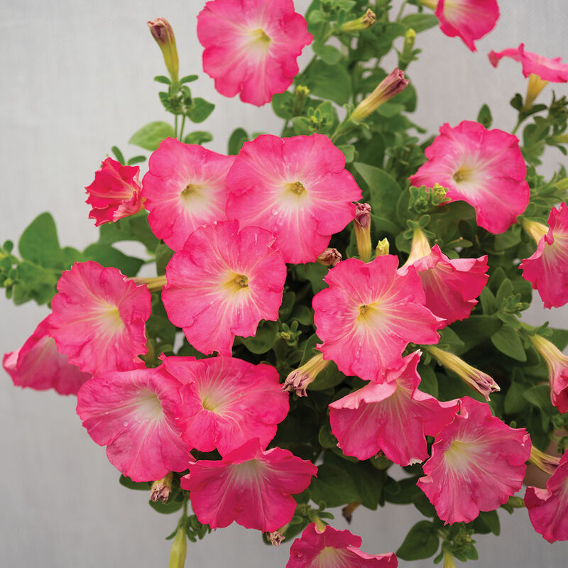Easy Wave&reg; Rosy Dawn Petunia
