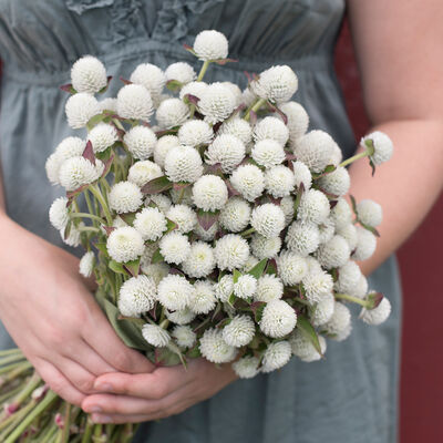 Audray White Gomphrena (Globe Amaranth)