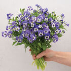 Sorbet&reg; XP Delft Blue Viola (Pansy)