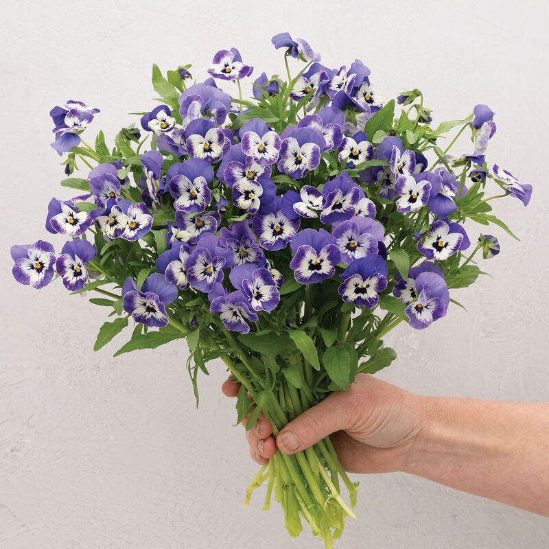 Sorbet&reg; XP Delft Blue Viola (Pansy)