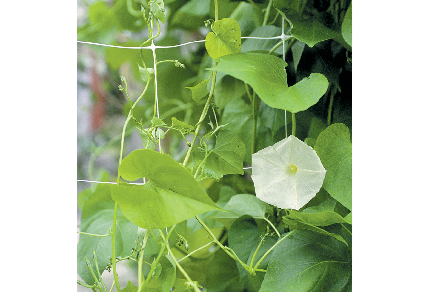 Hortonova FG &ndash; 67" x 328' Trellis Netting