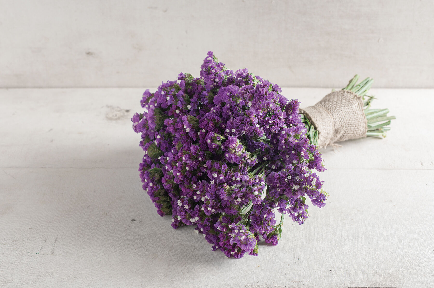 Seeker Purple Statice