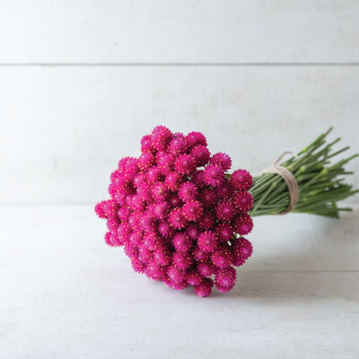 QIS™ Carmine Gomphrena (Globe Amaranth)