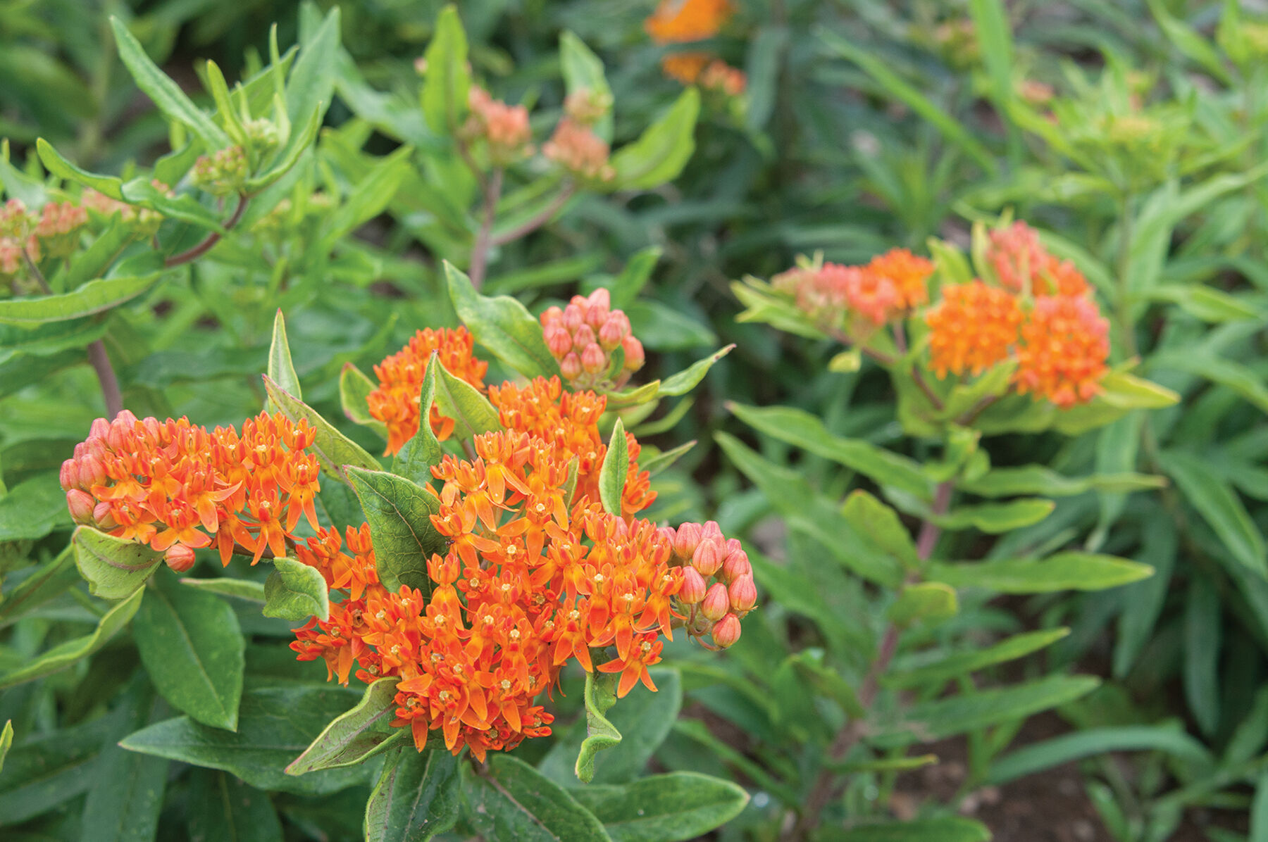 Pleurisy Root Asclepias (Butterfly Weed)