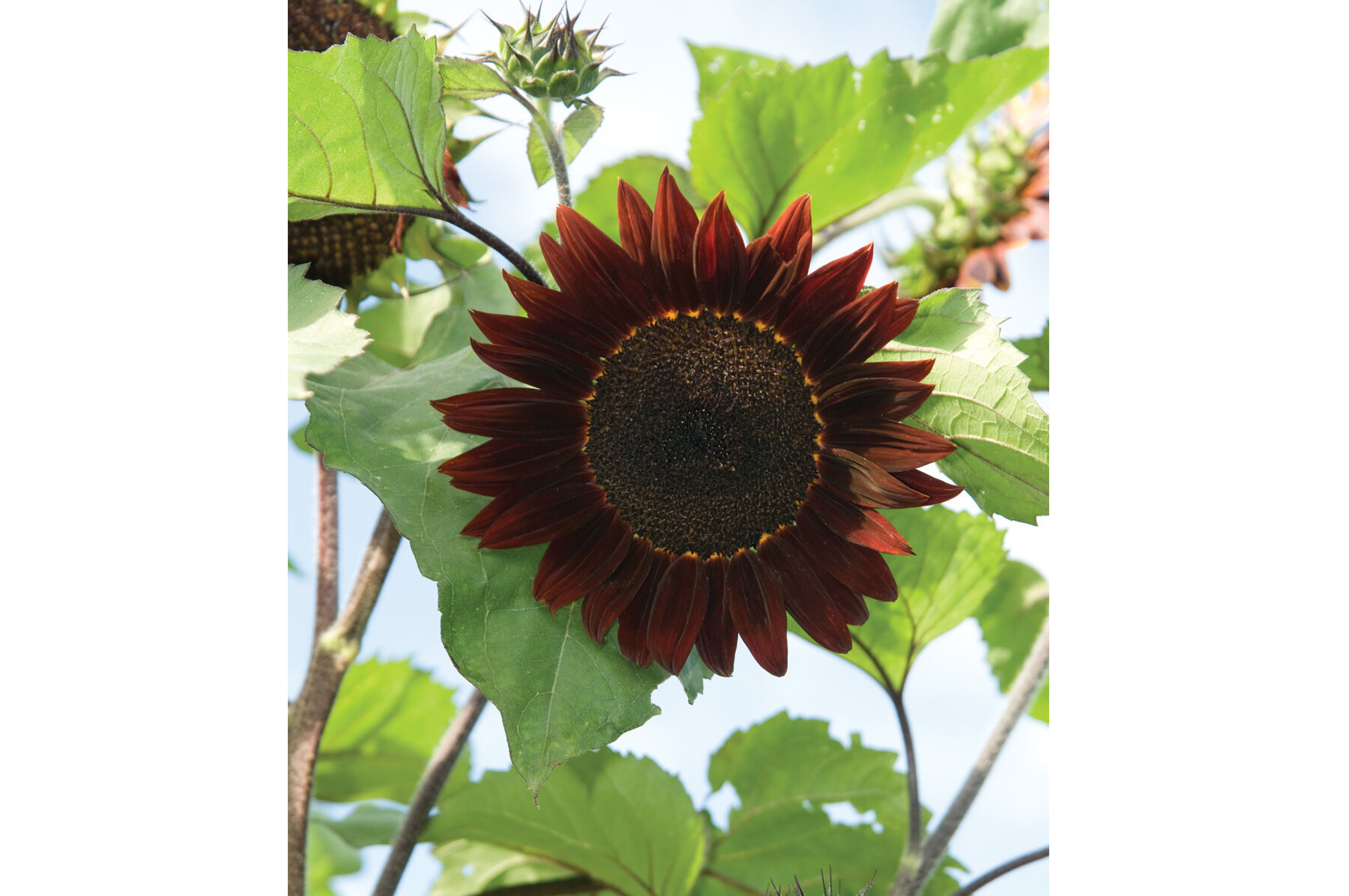 Rouge Royale Tall Sunflowers