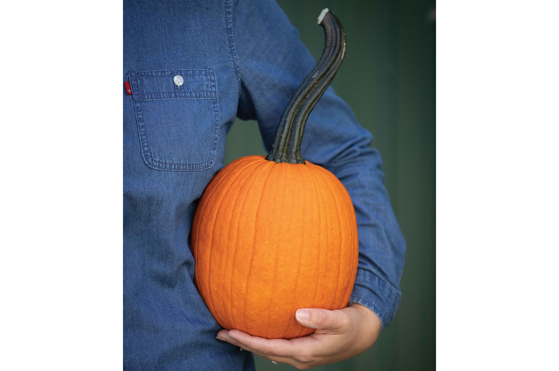 Pipsqueak PMR Specialty Pumpkins