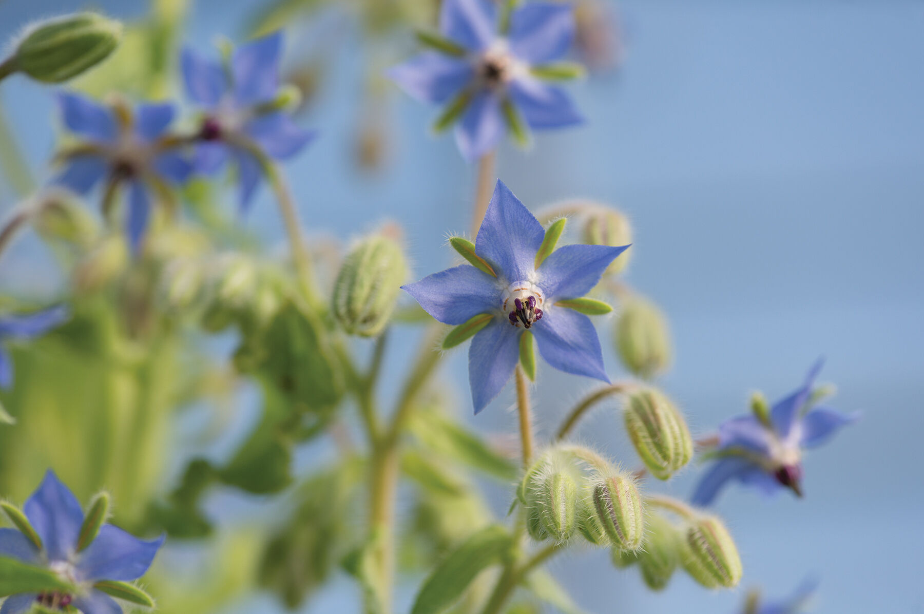 Borage Organic Herbs