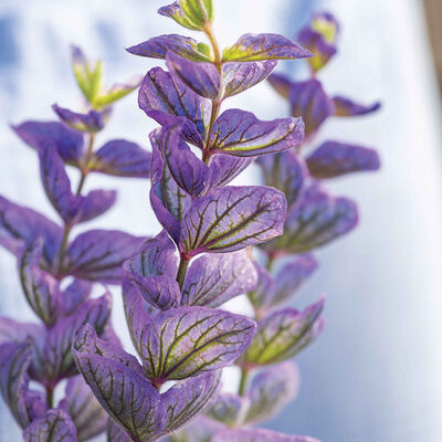 Oxford Blue Salvia