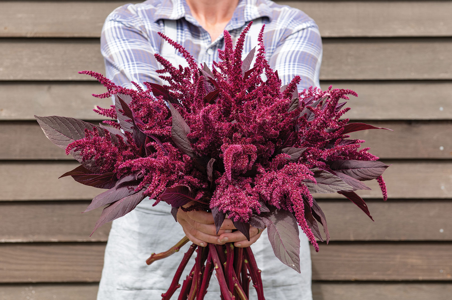 Velvet Curtains Amaranthus