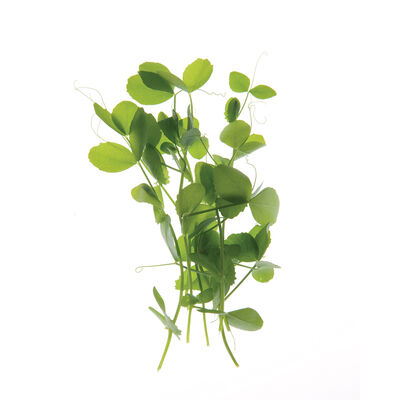 Field Pea Shoots