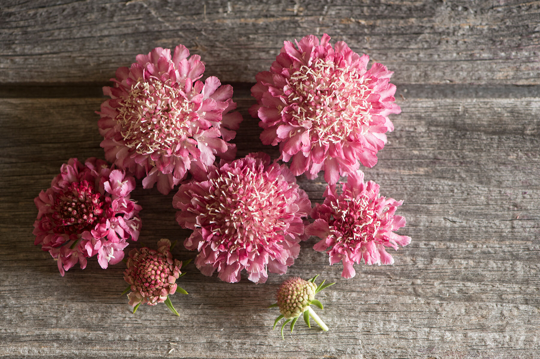 Salmon Rose Scabiosa (Pincushion Flower)