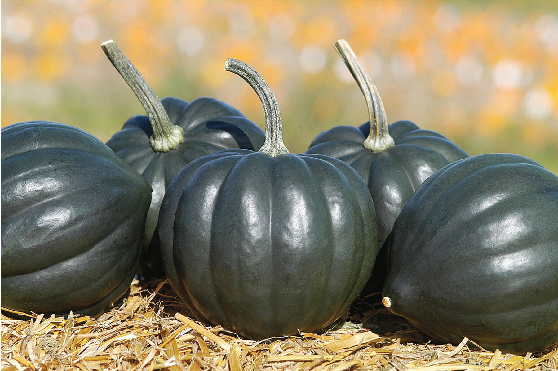 Tiptop PMR Winter Squash