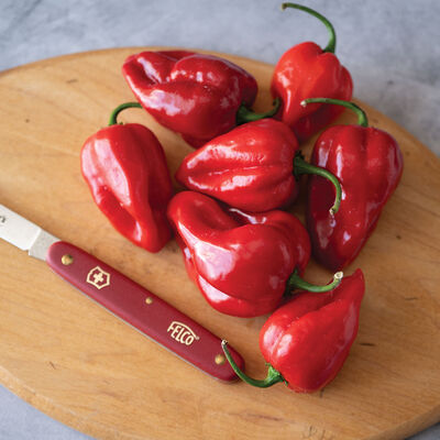 Velociraptor Hot Peppers