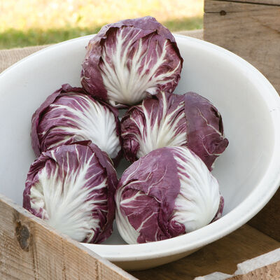 Indigo Radicchio