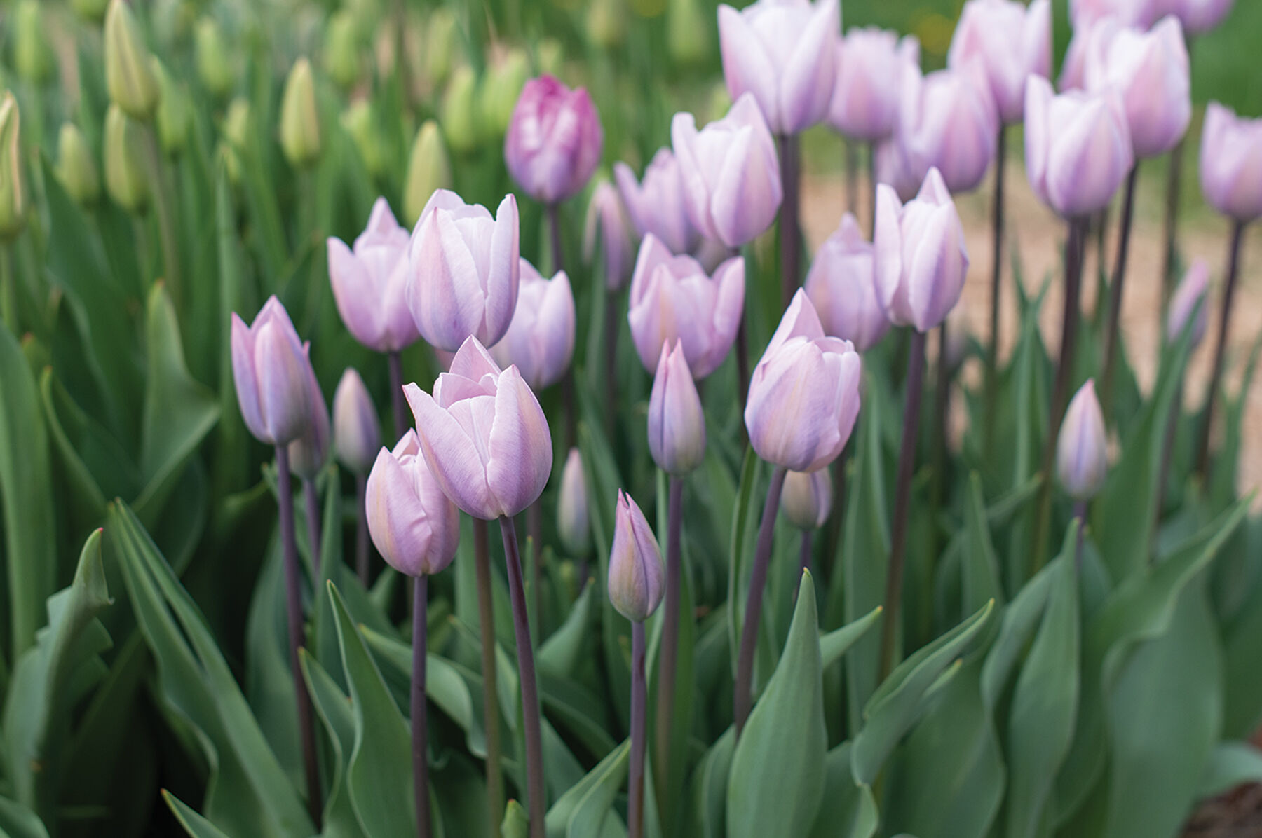 Silver Cloud Tulips