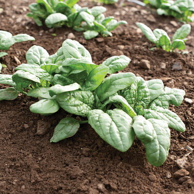 Acadia Savoyed-Leaf Spinach