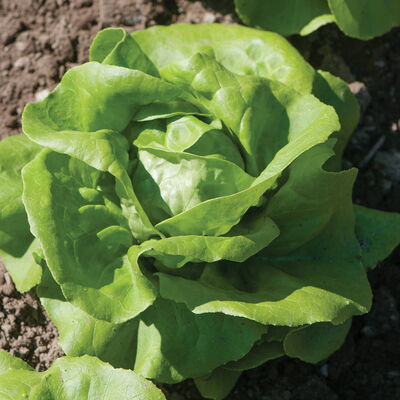 Rex Butterhead Lettuce (Boston)