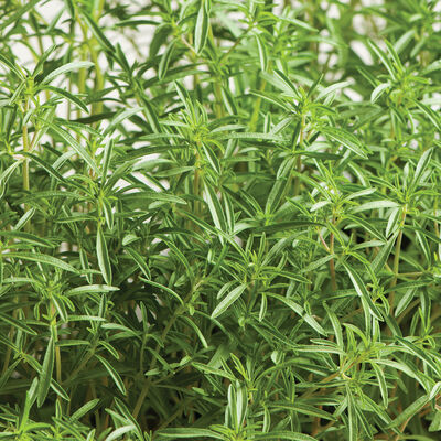 Compact Summer Savory Savory