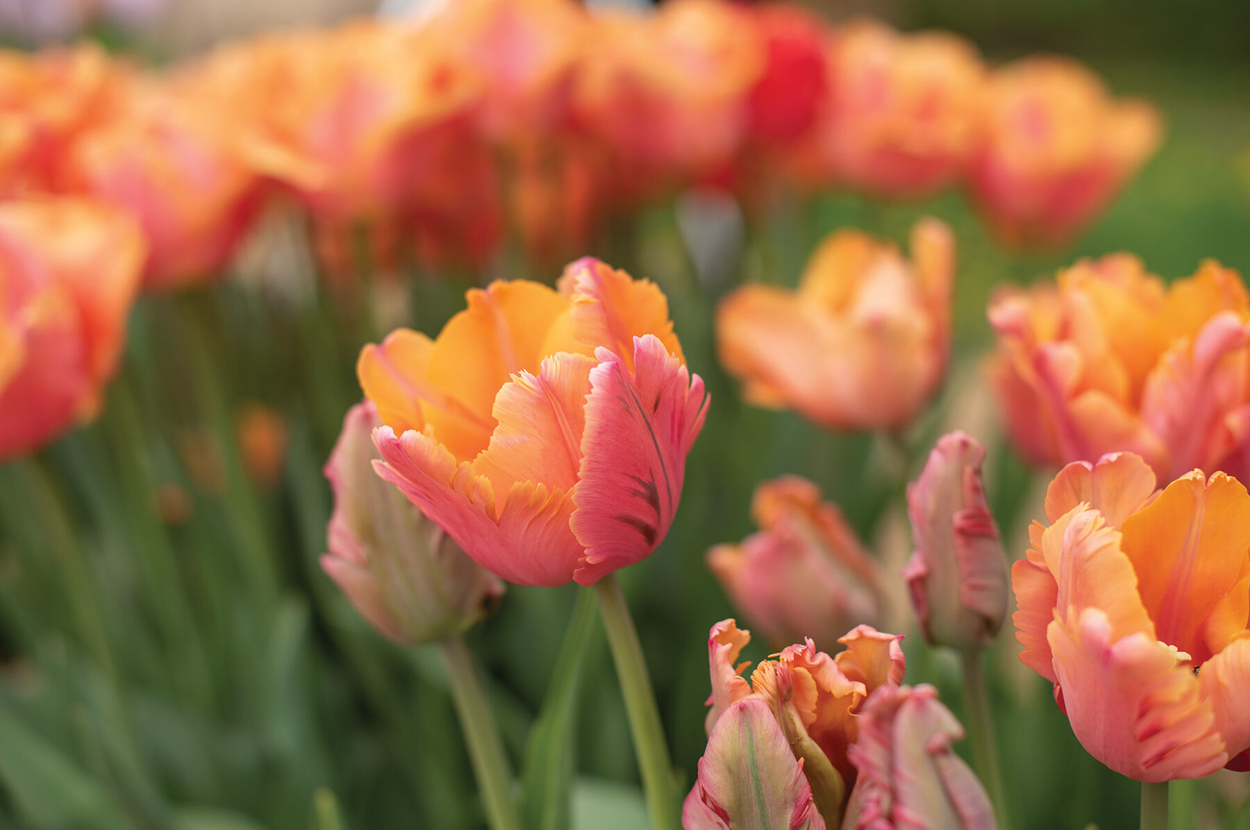 Amazing Parrot Tulips