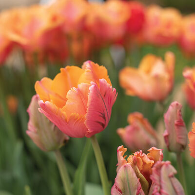 Amazing Parrot Tulips