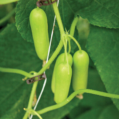 Gimlet Specialty Cucumbers