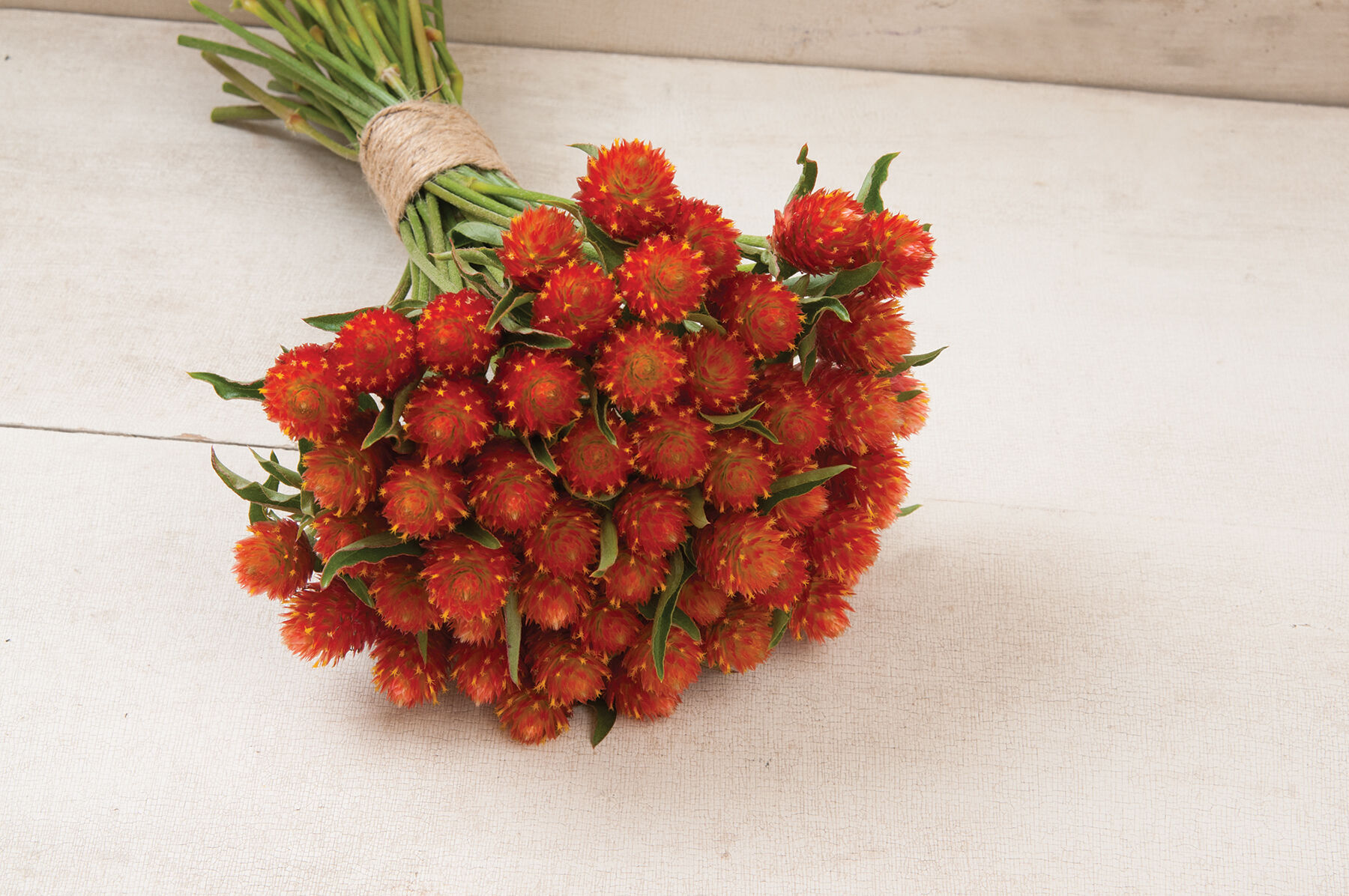 QIS&trade; Orange Gomphrena (Globe Amaranth)