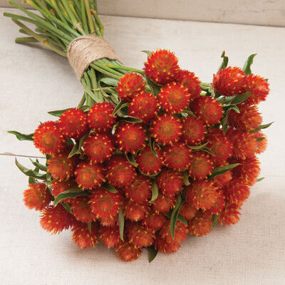QIS™ Orange QIS™ Orange Gomphrena (Globe Amaranth)