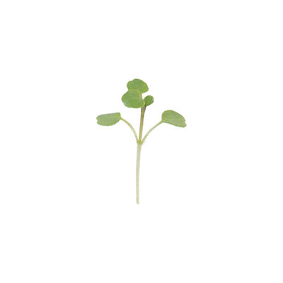 Watercress Microgreen Vegetables