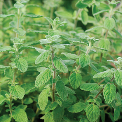 Zaatar Marjoram