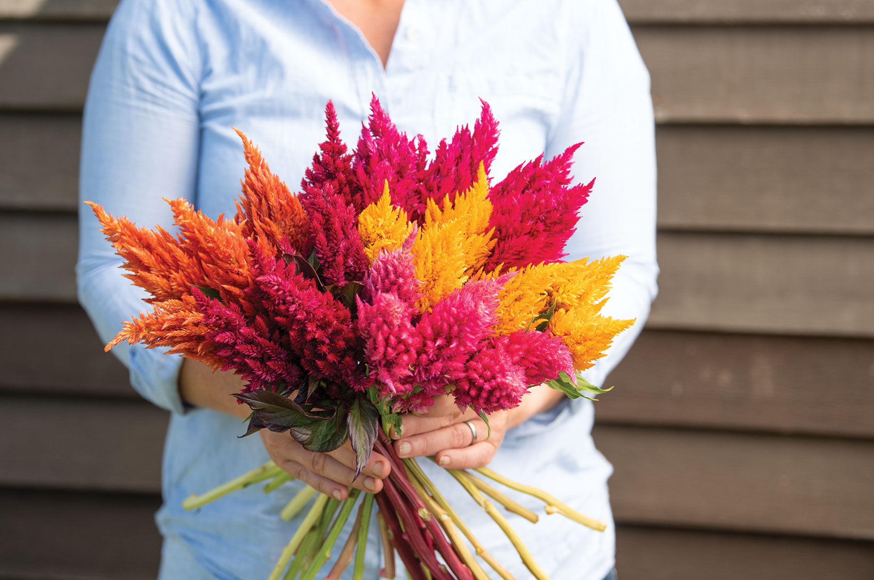 Sunday&trade; Mix Celosia