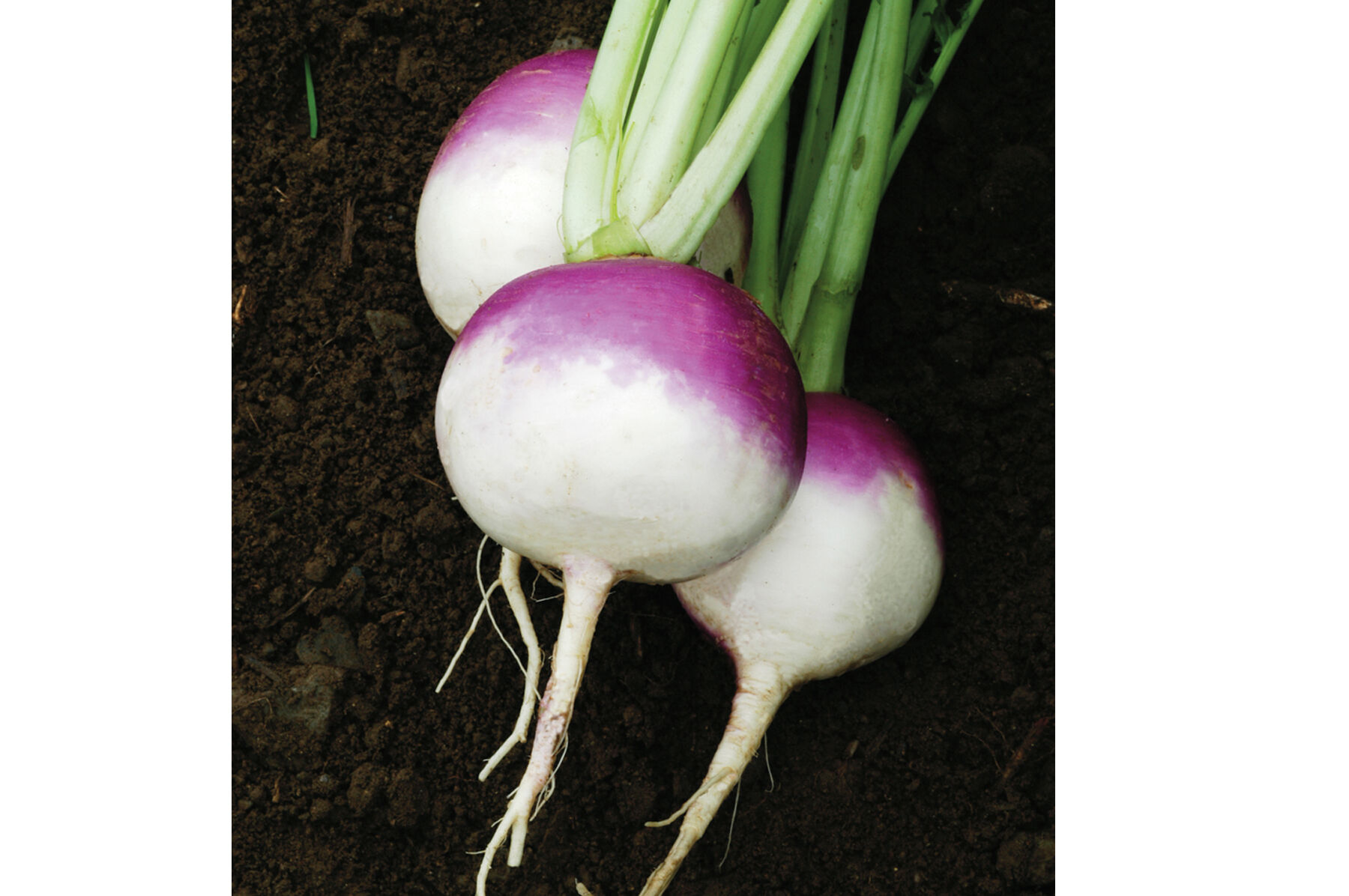 Purple Top White Globe Turnips