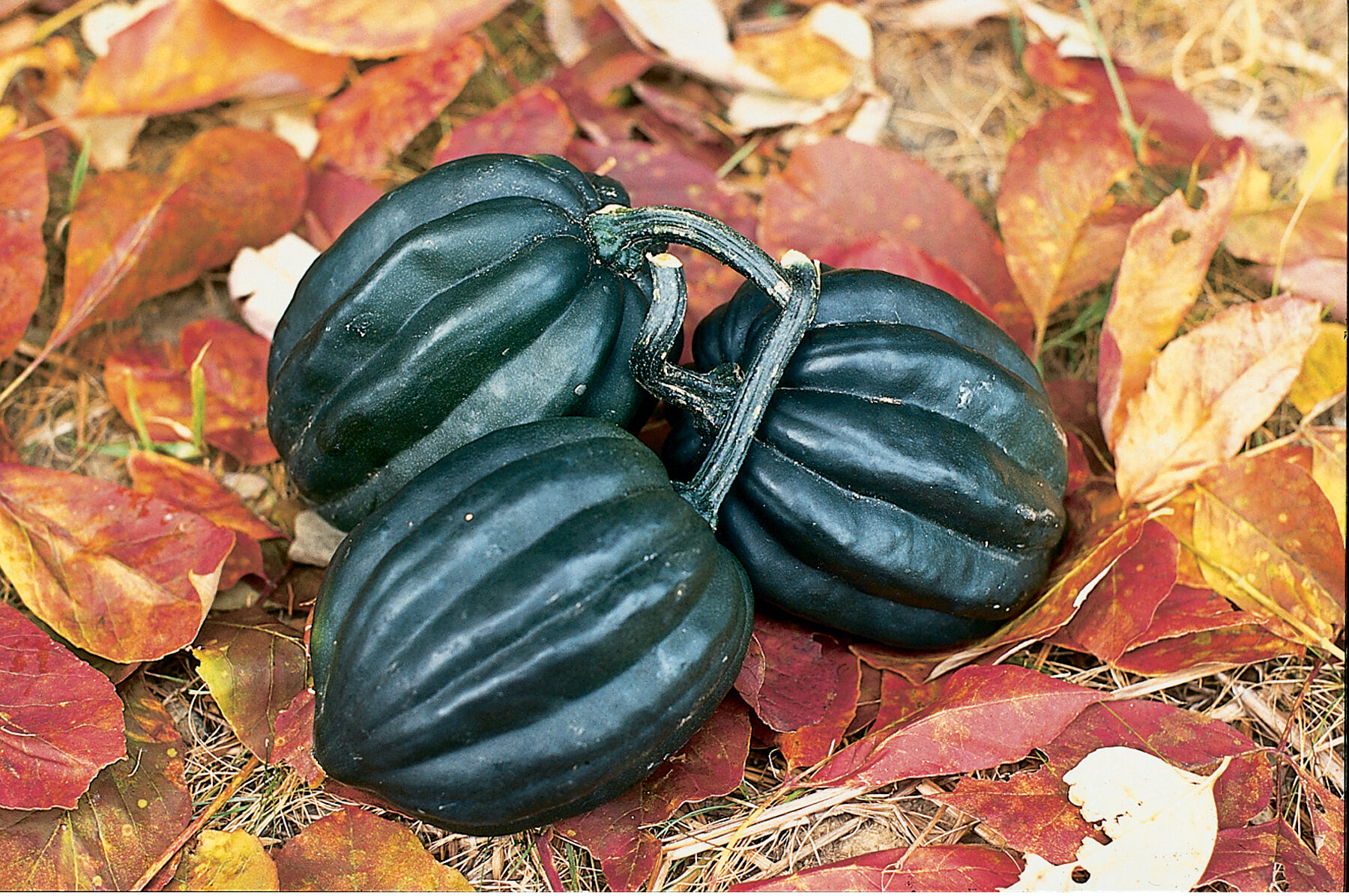 Tuffy Winter Squash