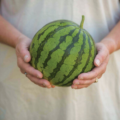 Ocelot Triploid Watermelons (Seedless)