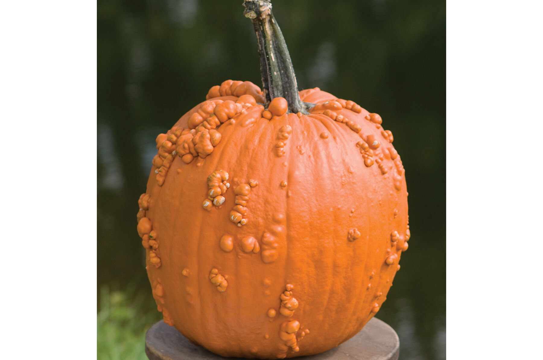 Knuckle Head Specialty Pumpkins