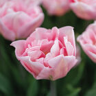 Dreamer&reg; Tulips