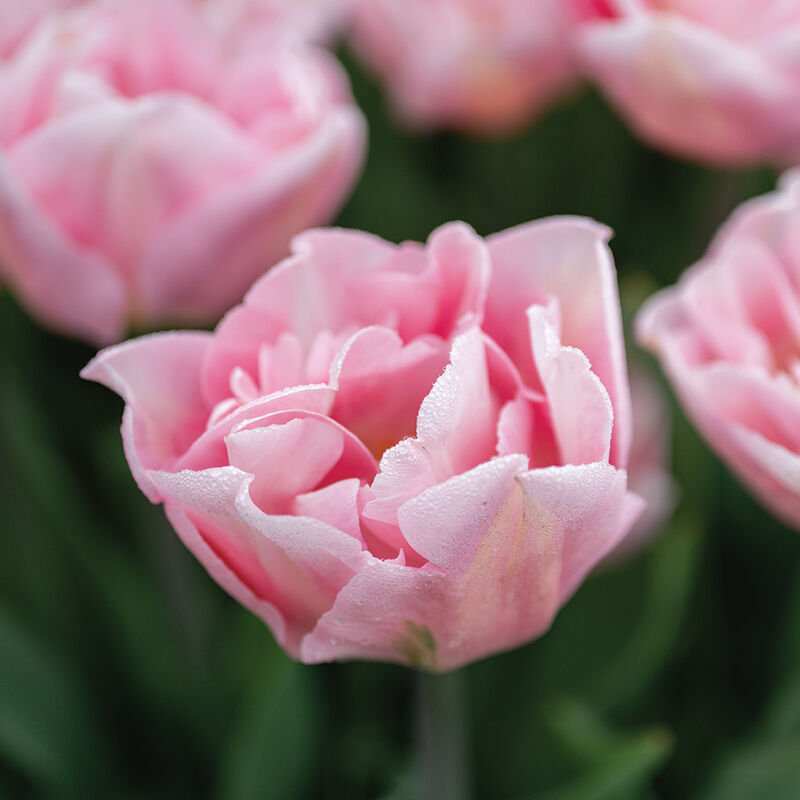 Dreamer&reg; Tulips