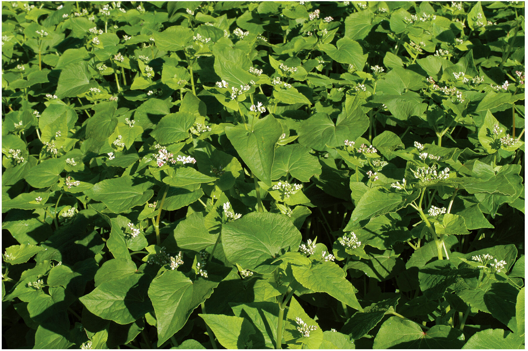 Buckwheat (Common) Buckwheat (Cover Crop)