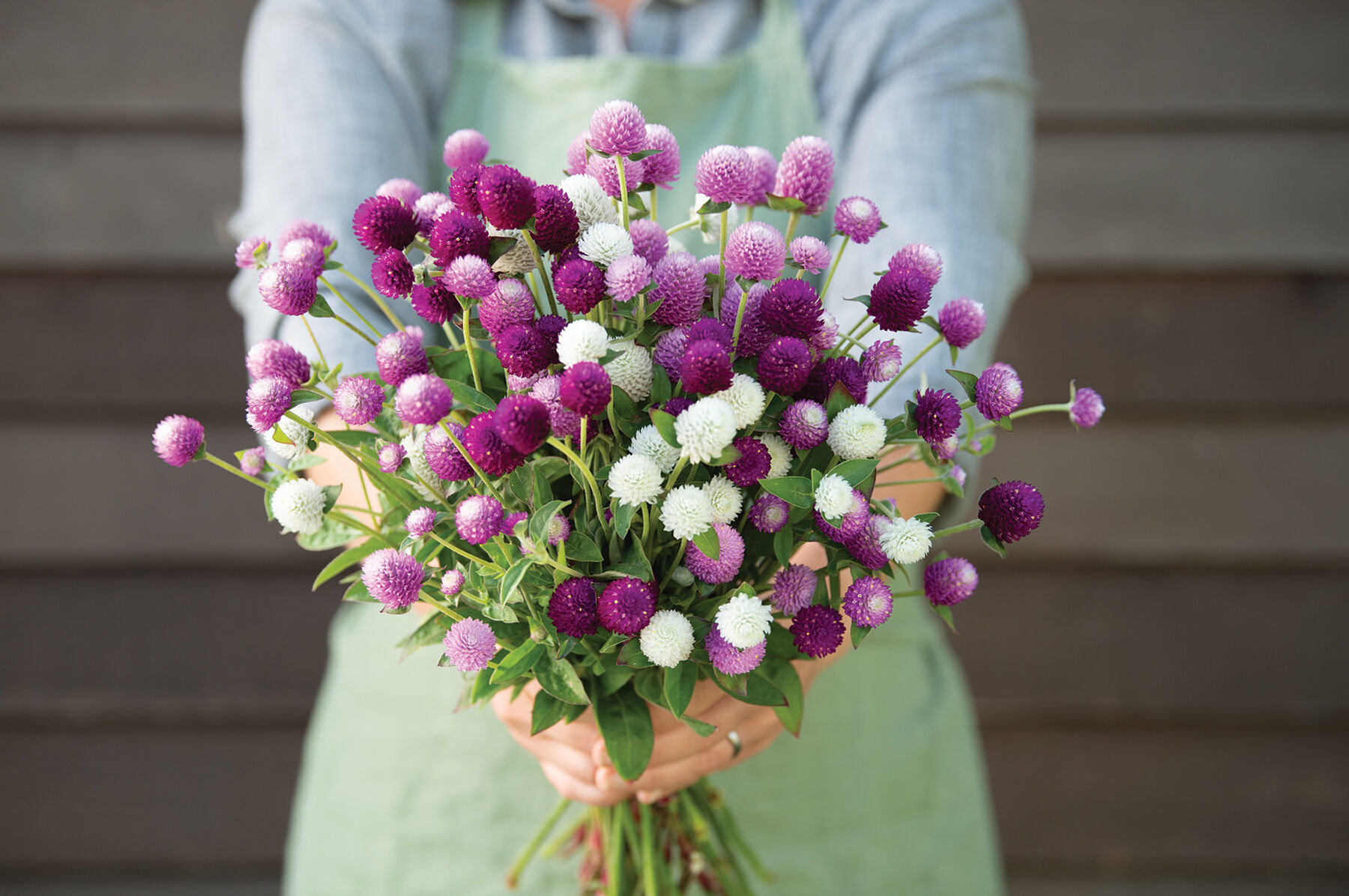 Audray Mix Gomphrena (Globe Amaranth)