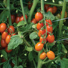 Mimosa Grape Tomatoes
