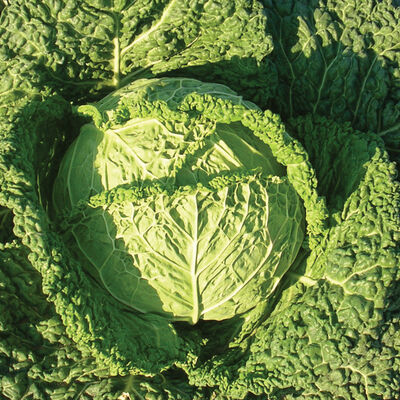 Famosa Fresh Market Cabbage